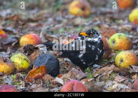 blackbird (Turdus merula), avec des taches blanches, leucisme, à l'aubaine, Allemagne, Bavière, Niederbayern, Basse-Bavière Banque D'Images