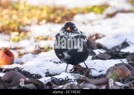 blackbird (Turdus merula), avec des taches blanches, leucisme, se trouve sur le sol en hiver, Allemagne, Bavière, Niederbayern, Basse-Bavière Banque D'Images