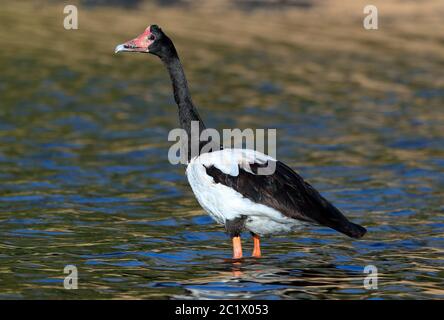 la bernache de magpie (Anseranas semipalmata), se dresse en eau peu profonde, Australie, Mackay Banque D'Images