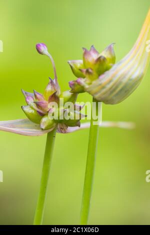 Ail (Allium carinatum), inflorescence avec bulbilles et fleurs, pays-Bas, Frison Banque D'Images