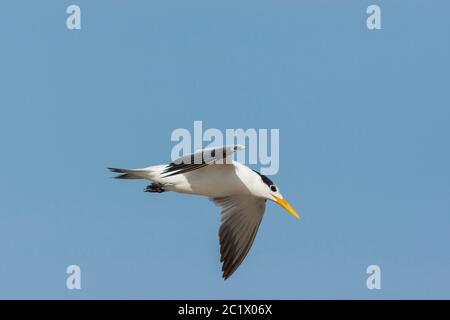 Royal tern (Thalasseus maximus alididorsalis, Sternea maxima alididorsalis), en vol, Gambie, Division Ouest WD, Réserve ornithologique Tanji Banque D'Images