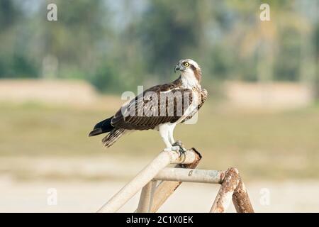 osprey, faucon (Pandion haliatus), repos du premier hiver durant la migration à Oman, Oman Banque D'Images