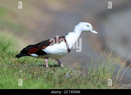 Radjah Shelduck, Raja Shelduck, Black-backed Shelduck, Burdekin Duck (Radjah radjah), se dresse dans un pré, Australie, Queensland Banque D'Images