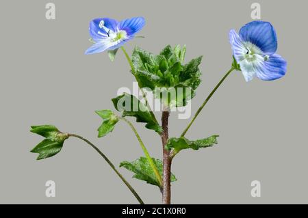 Buxbaums speedwell, Perse speedwell (Veronica persica), fleurs contre fond gris, Allemagne, Oberbayern Alpenvorland Banque D'Images