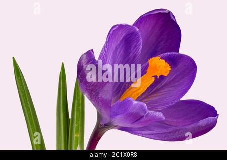 Crocus hollandais, crocus de printemps (Crocus vernus, Crocus neapolitanus), fleur, découpe Banque D'Images