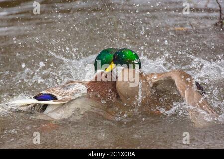 mallard (Anas platyrhynchos), deux dragues se battent dans l'eau, Allemagne, Bavière, Niederbayern, Basse-Bavière Banque D'Images