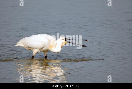 White spoonbill (Platalea leucorodia), adulte dans les eaux peu profondes, pays-Bas, Texel Banque D'Images