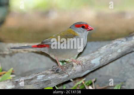 Cirage à sourcils rouges, Finch FiRetail australien à sourcils rouges (Aegintha temporalis, Neochmia temporalis), perches sur une succursale, Australie, Queensland, marais d'Abattoir Banque D'Images