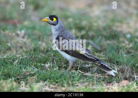 Mineur bruyant (Manorina melanocephala), immature au groenland, Australie, Queensland Banque D'Images