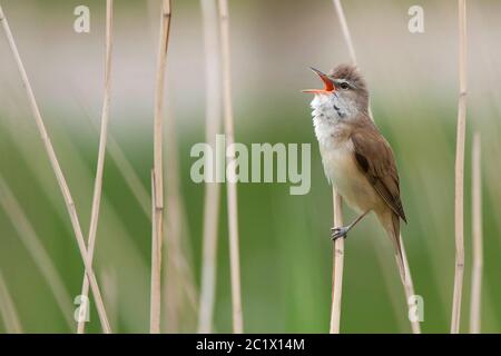 Grand paruline à roseau (Acrocephalus arundinaceus), chantant masculin en roseau, Pologne, Parc national de Biebrza Banque D'Images