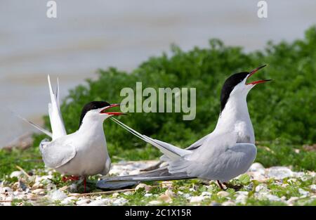 Sterne commune (Sterna hirundo), paire en colonie et en appel, pays-Bas, Texel Banque D'Images