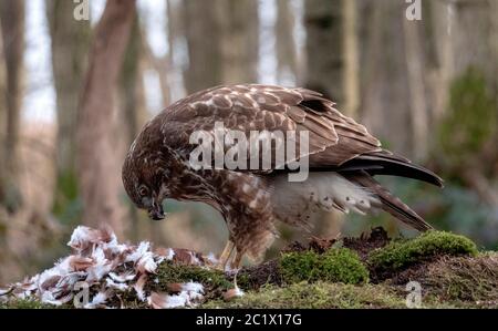 Buteo buteo (Buteo buteo), perché sur une proie, pays-Bas Banque D'Images