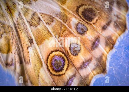 Femme peinte (Cynthia cardui, Vanessa cardui, Pyramiis cardui), détail des marquages sur les ailes, dessous de l'aile arrière, camouflage, Allemagne, Bavière, Niederbayern, Basse-Bavière Banque D'Images