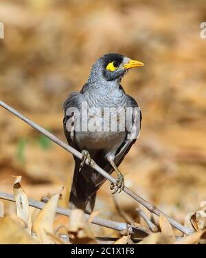 Meneur bruyant (Manorina melanocephala), perches sur une branche, Australie, Queensland Banque D'Images