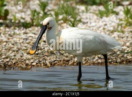 White spoonbill (Platalea leucorodia), adulte dans les eaux peu profondes, pays-Bas, Texel Banque D'Images