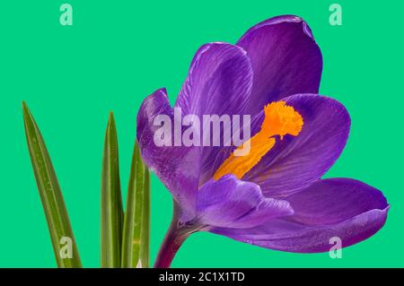 Crocus hollandais, crocus printanier (Crocus vernus, Crocus neapolitanus), fleur sur fond vert Banque D'Images