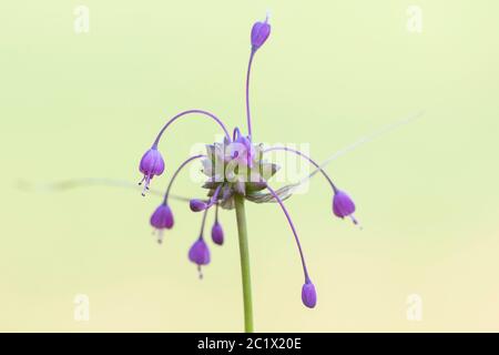 Ail (Allium carinatum), inflorescence avec bulbilles et fleurs, pays-Bas, Frison Banque D'Images