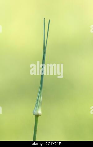 Ail céelé (Allium carinatum), inflorescence dans le bourgeon, pays-Bas, Frise Banque D'Images