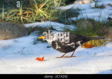 blackbird (Turdus merula), avec des taches blanches, leucisme, se trouve sur le sol en hiver, Allemagne, Bavière, Niederbayern, Basse-Bavière Banque D'Images