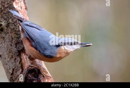 Nuthatch eurasien (Sitta europaea), tête d'abord à un tronc d'arbre, pays-Bas Banque D'Images