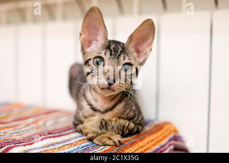 Un chaton Rex cornish se réchauffe près de la batterie. Le chat repose sur une serviette colorée. L'animal a de grands yeux et des oreilles. Banque D'Images