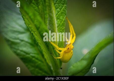 Belle araignée jaune essayant de s'échapper du photographe Banque D'Images