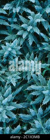 Guernesey. Plantes. Gros plan des feuilles de chardon-pickly recouvertes de gel. Banque D'Images
