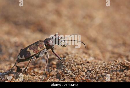 Le dunaire scarabée Cicindela hybrida du Sandhausen dune Pflege schönau Banque D'Images