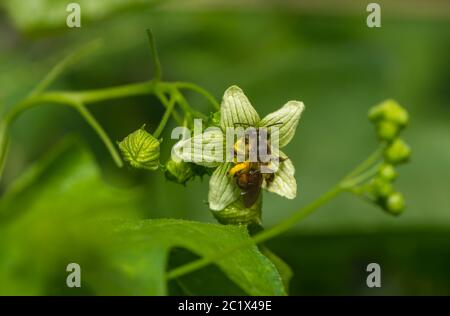 un gros plan d'une abeille sur une fleur Banque D'Images