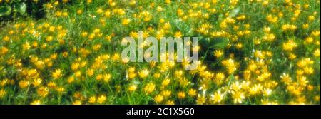 Guernesey. Plantes. Fleurs multiples de fleurs sauvages de la petite Celandine en croissance. Banque D'Images