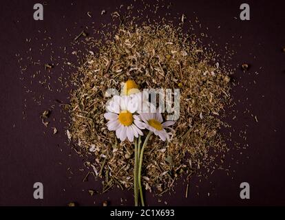 Séchez le thé de camomille avec des fleurs fraîches de camomille sur un fond sombre. Banque D'Images