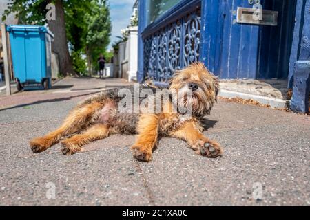 Brighton, Royaume-Uni, 15 juin 2020 : vue sur Brighton avec un chien en plein soleil Banque D'Images