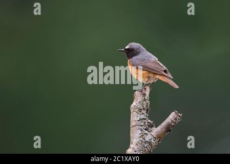 Commune mâle paruline flamboyante (Phoenicurus phoenicurus) Banque D'Images