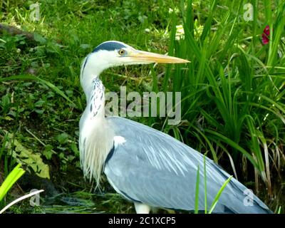 Superbe héron bleu avec fond vert à l'arrière Banque D'Images