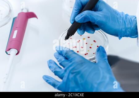 Gros plan. Scientifique marquant une boîte de Petri avec des bactéries virales. Banque D'Images