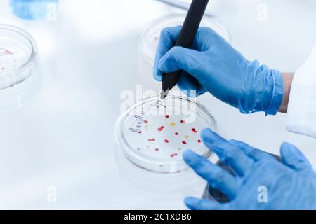 Gros plan. Scientifique marquant une boîte de Petri avec des bactéries virales. Banque D'Images