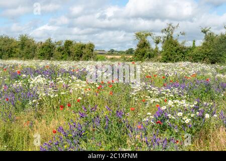 Prairie de fleurs sauvages dans le Hampshire, Royaume-Uni, avec des fleurs sauvages colorées, dont des coquelicots rouges, des vesces touffetées et des pâquerettes d'œnox. Paysage de campagne d'été. Banque D'Images