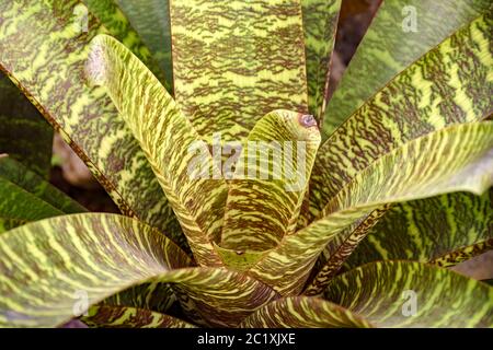 Feuilles de broméliade indigènes à la forêt tropicale brésilienne Banque D'Images