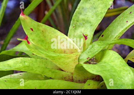 Feuilles de broméliade verte indigènes de la forêt tropicale brésilienne Banque D'Images