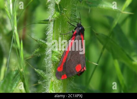 Papillon, Tyria jacobaeae Banque D'Images