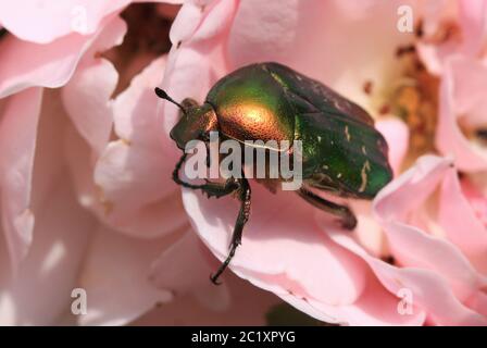 Chasuer de rose, assis sur une fleur de rose Banque D'Images