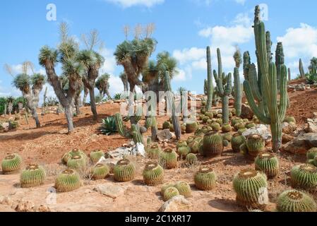 Les cactus Saguaro (Carnegiea gigantea), les cactus Golden Barrel (Echinocactus grusonii) et Yucca guatalmensis aux jardins botaniques de Botanicactus, Majorque Banque D'Images