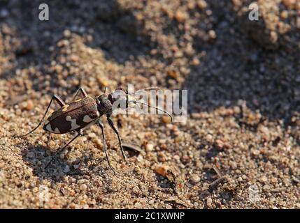 Le dunaire de sable Cicindela hybrida de la dune intérieure Sandhausen Pflege schönau Banque D'Images