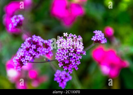 Verveine brasiliensis connue sous le nom de verveine brésilienne ou verveine brésilienne Banque D'Images