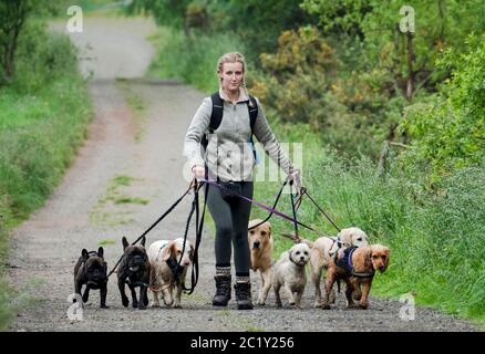 Chien professionnel de garde faisant de multiples chiens le long d'une ruelle de campagne, West Lothian, Écosse Banque D'Images