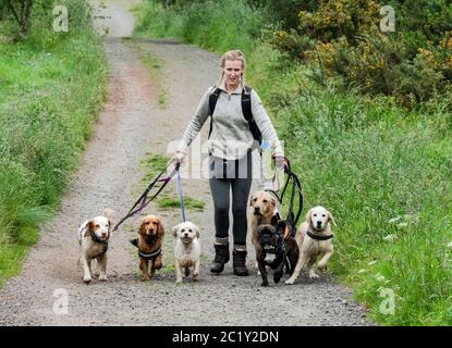 Chien professionnel de garde faisant de multiples chiens le long d'une ruelle de campagne, West Lothian, Écosse Banque D'Images