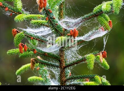 Épinette de Sitka (Picea sitchensis) recouverte de toile d'araignée et de rosée du matin, Lothian occidental, Écosse. Banque D'Images