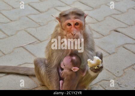 Un singe mangeant des idli avec son bébé assis ou embrassant sa mère, le singe regarde la caméra avec des yeux expressifs Banque D'Images