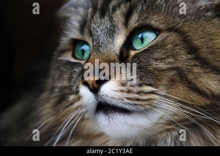 Gros plan d'un beau chat forestier norvégien marron Banque D'Images