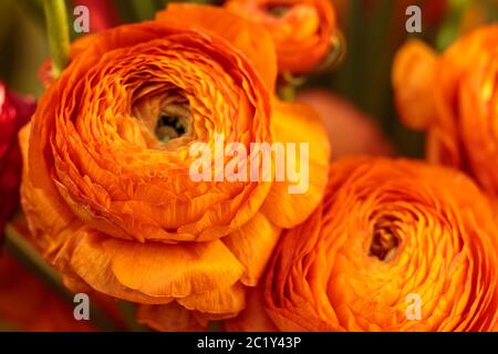 Belle pivoine herbacée orange. Сlose vue de Ranunculus aka fleur de coupe de beurre, exquise, avec une rose-comme des fleurs. Pers Banque D'Images